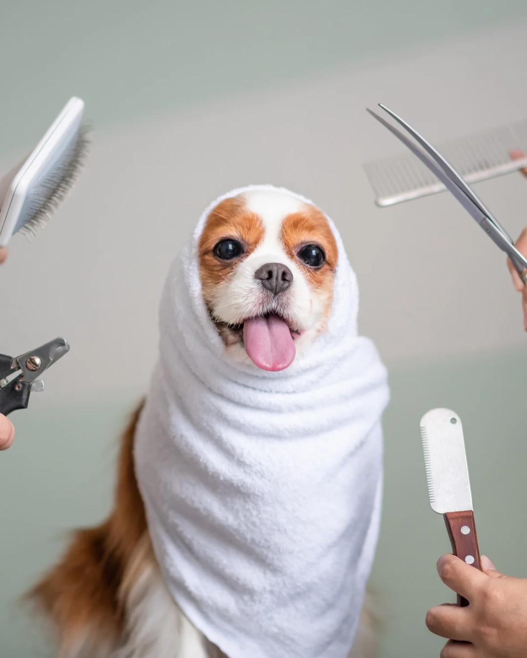 🐾 Add-ons & Extra