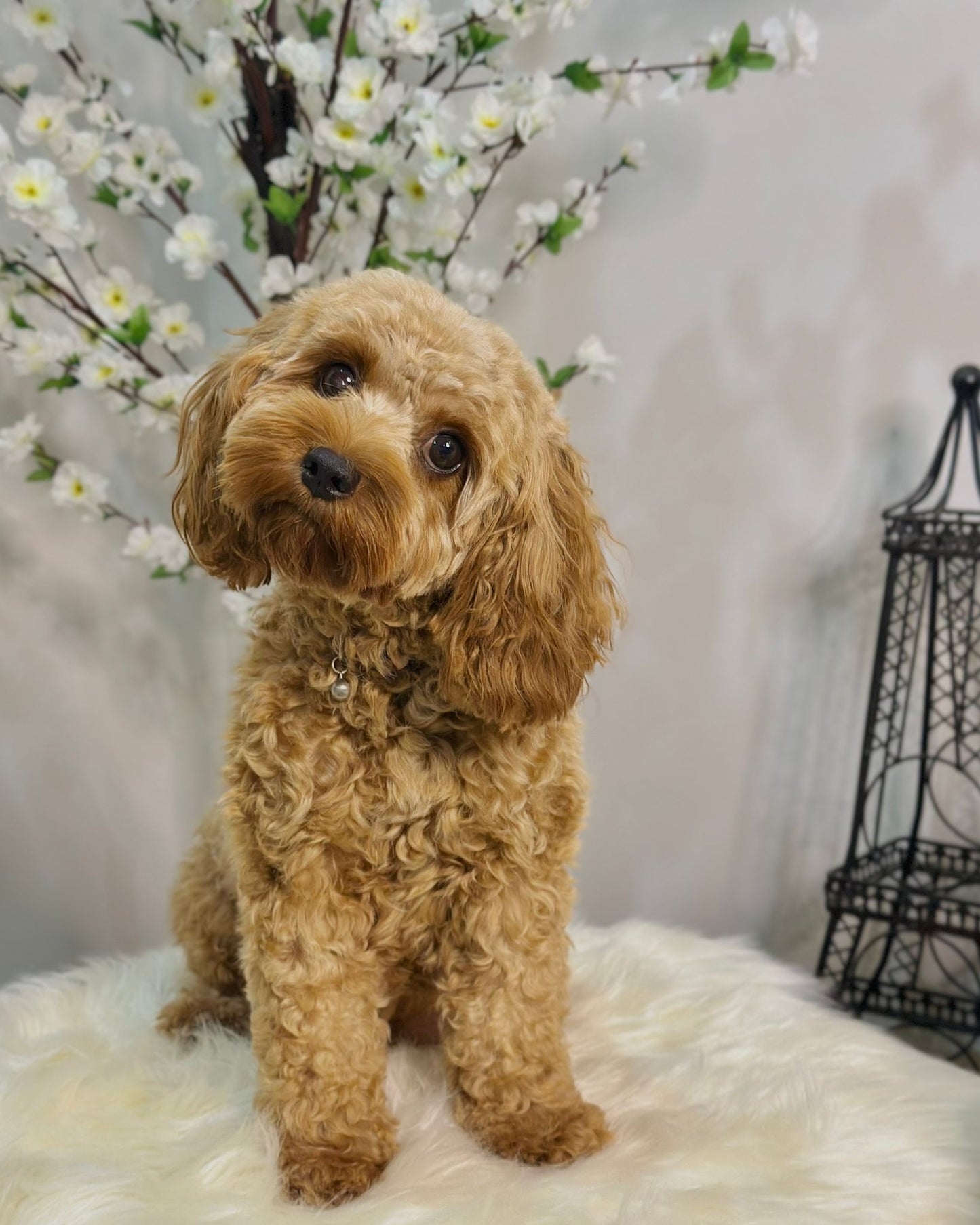 🐾 Full Style Grooming