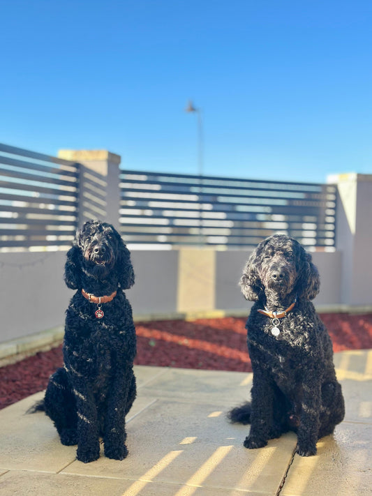 🐾  Bath & Tidy Grooming