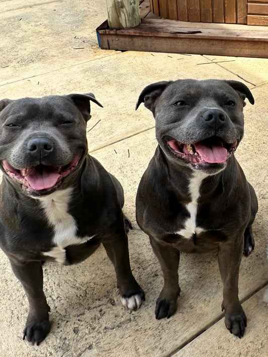 🐾  Gentle Dental Cleaning (Maintenance)