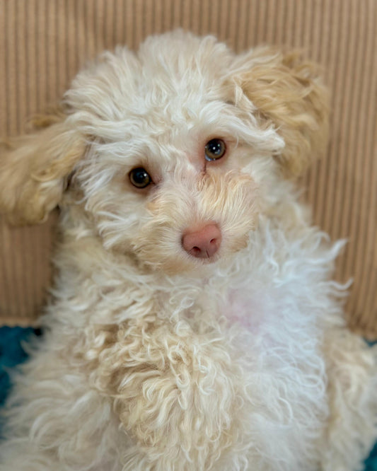 🐾  Pawz Pampering Session