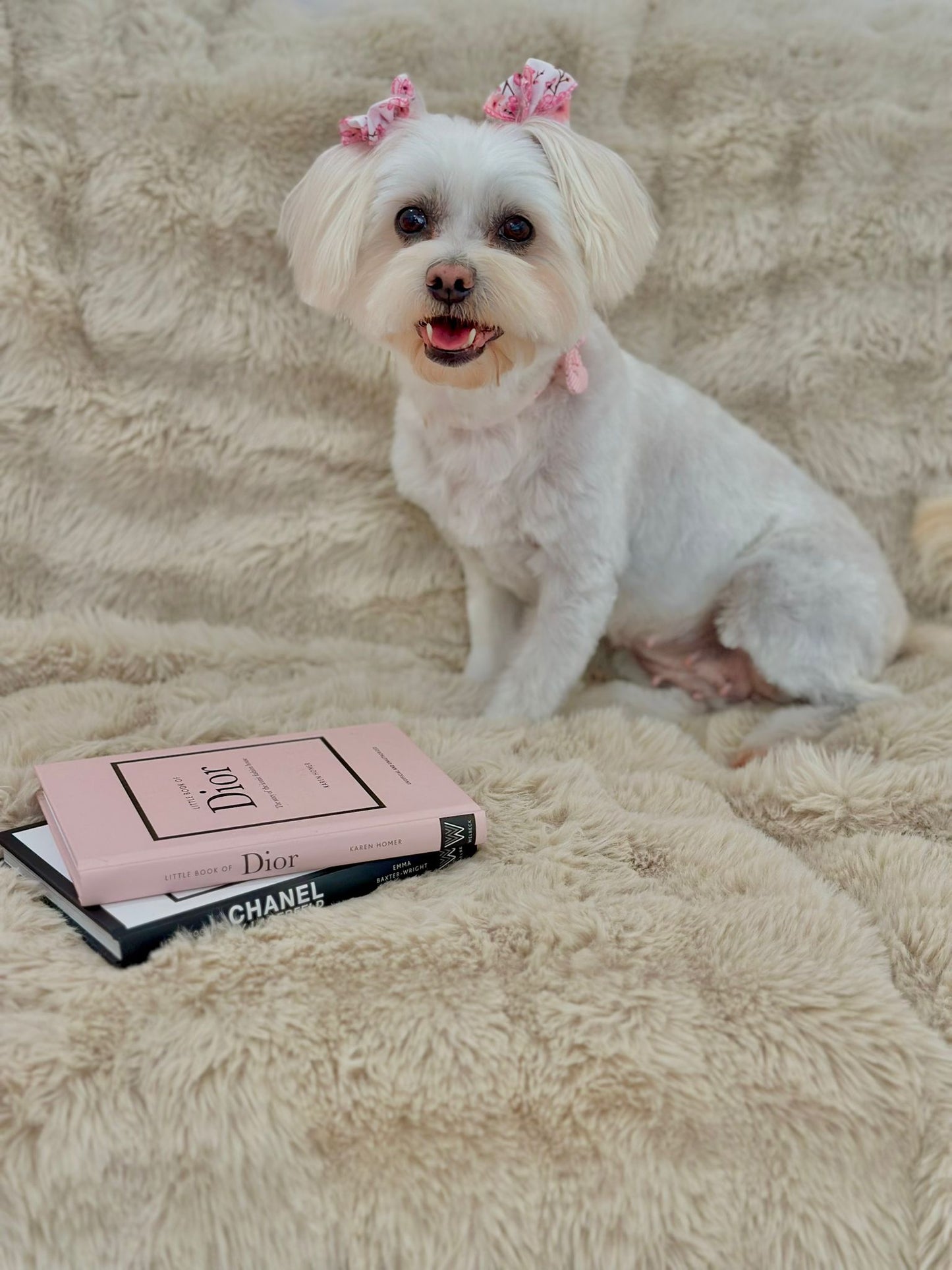 🐾 Summer Style Grooming