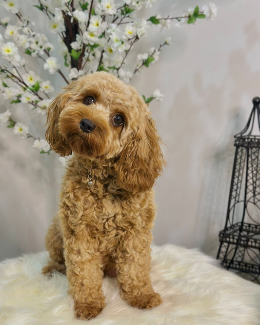 🐾  Full Style Grooming