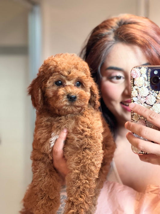 🐾  Puppy Maintenance Grooming