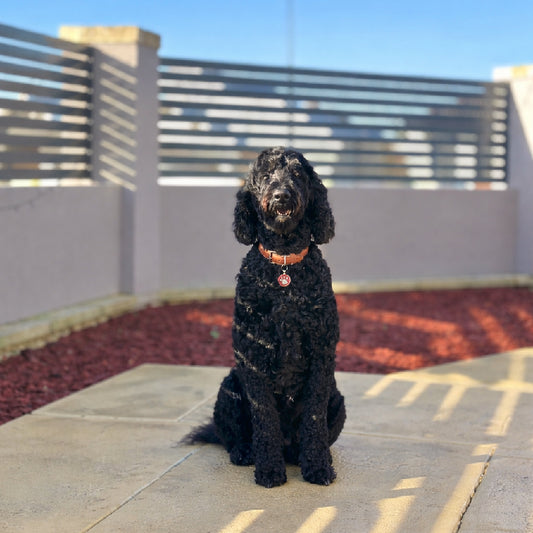 🐾  Bath & Tidy Grooming